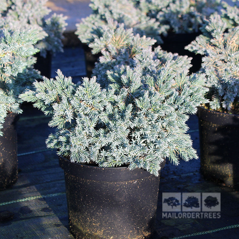 Juniperus squamata Blue Star, known as Flaky juniper, displays its silver-blue foliage in a compact bun shape, elegantly set on a black surface.