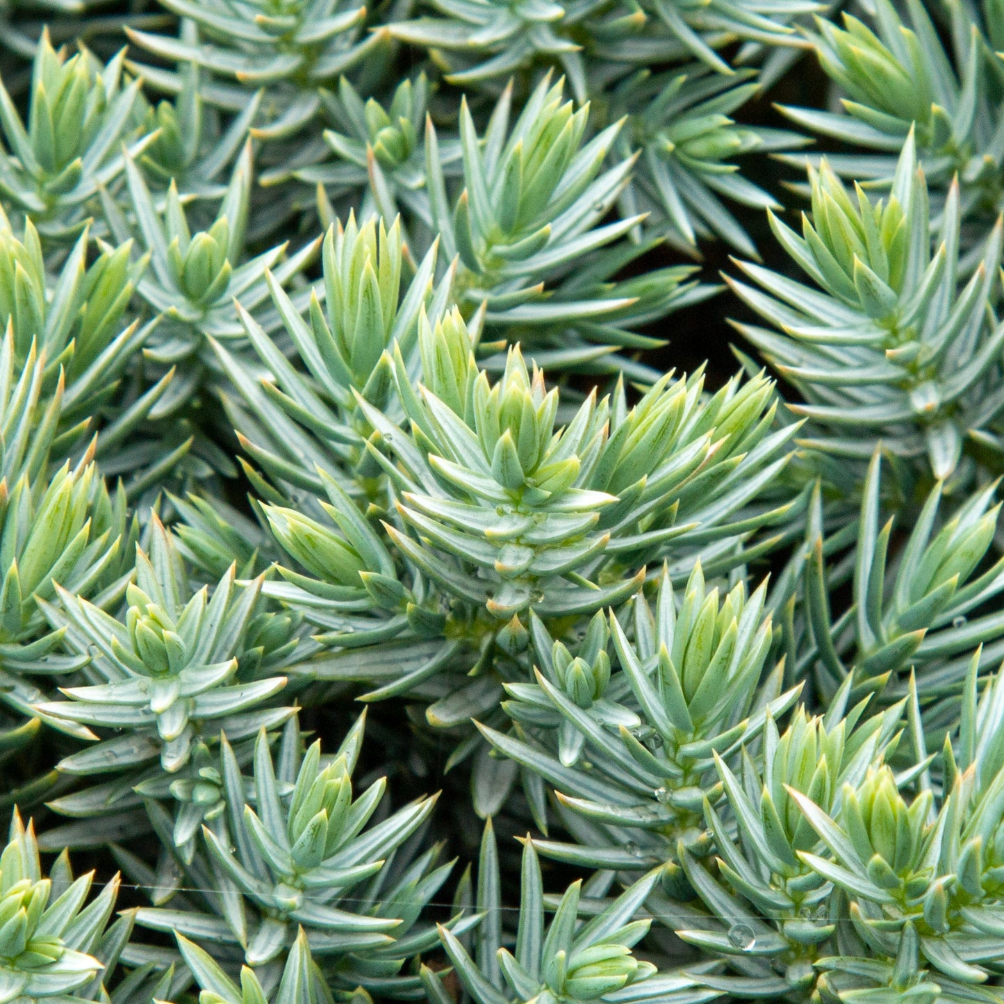 Close-up of dense, spiky evergreen foliage with light green tips covers the frame. The compact bun shape of Juniperus squamata Blue Star - Flaky juniper adds visual interest with its unique structure.