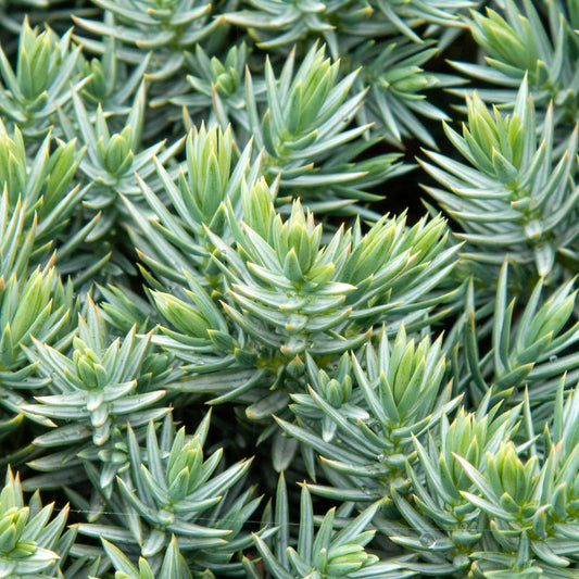 Juniperus squamata Blue Star - Flaky juniper Juniperus squamata Blue Star - Flaky juniper