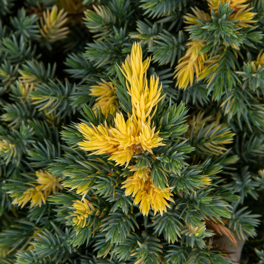 Juniperus squamata Floreant - Juniper Juniperus squamata Floreant - Juniper