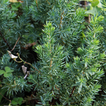 Juniperus conferta - Shore Juniper