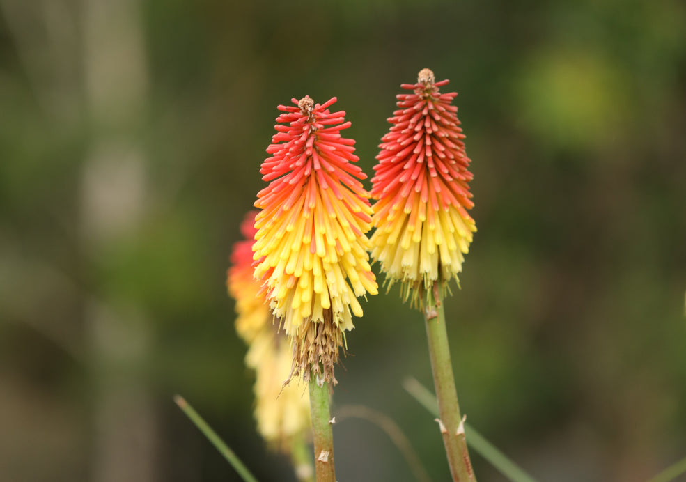 Kniphofia: A Fiery Display with Striking Form. Kniphofia: A Fiery Display with Striking Form.