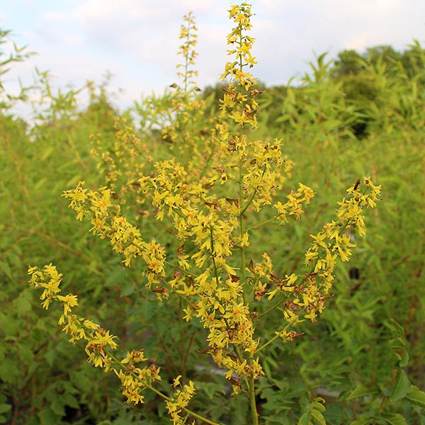 In a green, leafy garden setting, the slender, branching stems of the tall Koelreuteria Rosseels - Golden Rain Tree are adorned with lantern-like seed pods and vibrant yellow summer flowers.