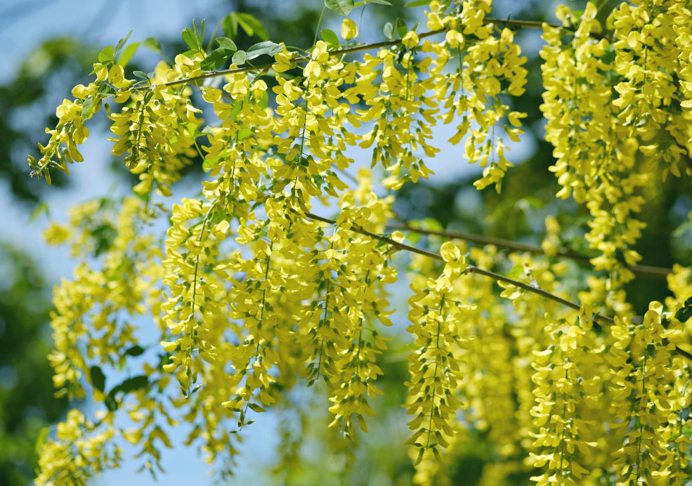 Laburnum: A Golden Cascade of Blooms. Laburnum: A Golden Cascade of Blooms.