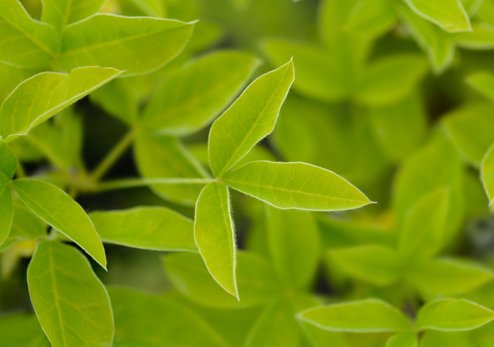 Hardy and Ideal for Small Gardens. Hardy and Ideal for Small Gardens.