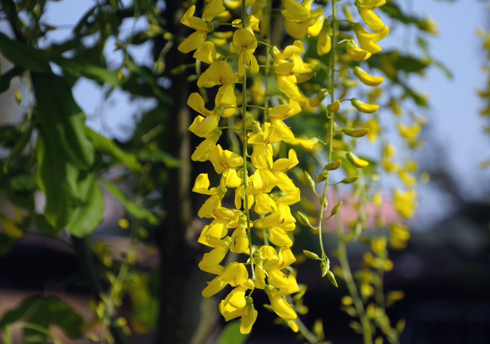 A Tree with Seasonal Interest and Wildlife Appeal. A Tree with Seasonal Interest and Wildlife Appeal.