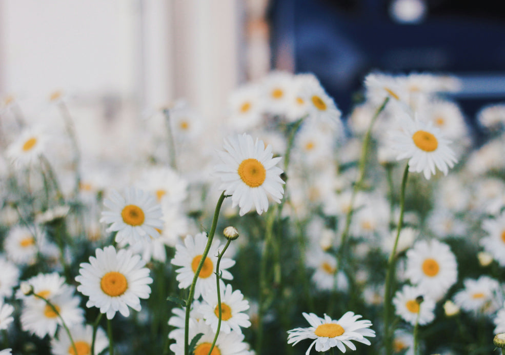 Leucanthemum: A Classic Beauty with Pure White Blooms. Leucanthemum: A Classic Beauty with Pure White Blooms.
