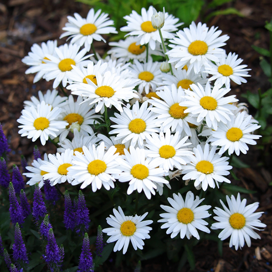 Leucanthemum x superbum 'Snow Lady' Leucanthemum x superbum 'Snow Lady'