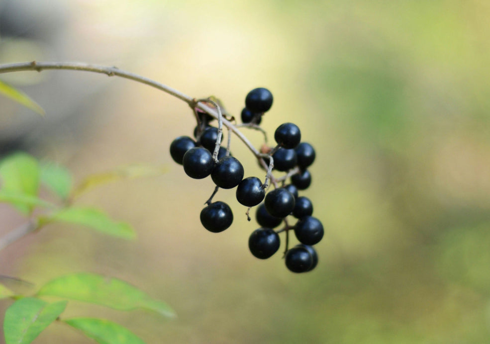 Seasonal Flowers and Wildlife Appeal. Seasonal Flowers and Wildlife Appeal.