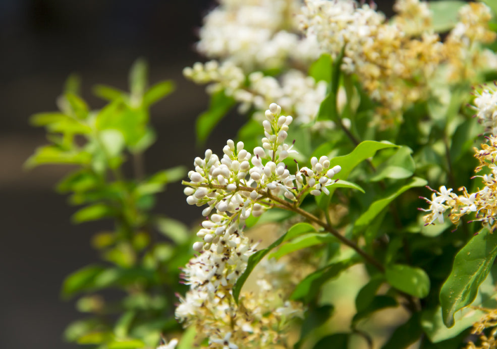 Ligustrum: A Classic Choice for Structure and Style. Ligustrum: A Classic Choice for Structure and Style.