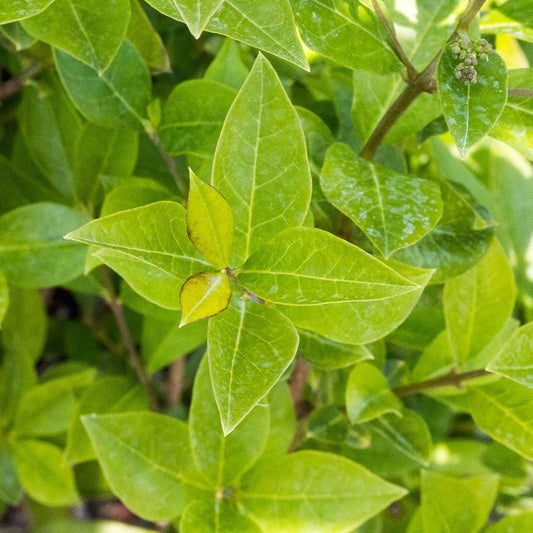 Ligustrum ovalifolium - Green Privet Ligustrum ovalifolium - Green Privet