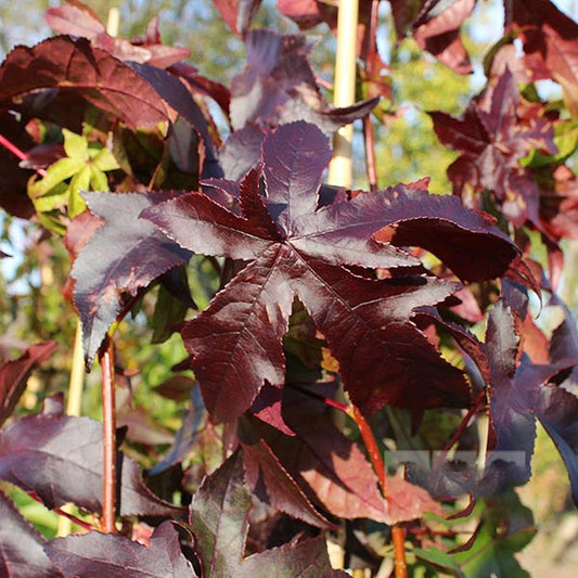 Liquidambar Palo Alto - Sweetgum Tree Liquidambar Palo Alto - Sweetgum Tree