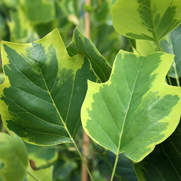 Close-up of green leaves with lighter green and yellow edges on a Liriodendron Aureomarginatum - Variegated Tulip Tree.