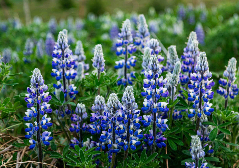 Hardy, Fast-Growing, and Perfect for Sunny Borders. Hardy, Fast-Growing, and Perfect for Sunny Borders.