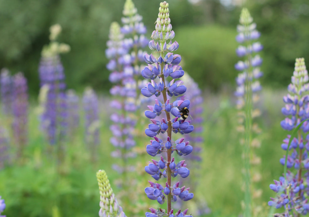 A Pollinator Favourite and Ideal for Naturalistic Planting. A Pollinator Favourite and Ideal for Naturalistic Planting.