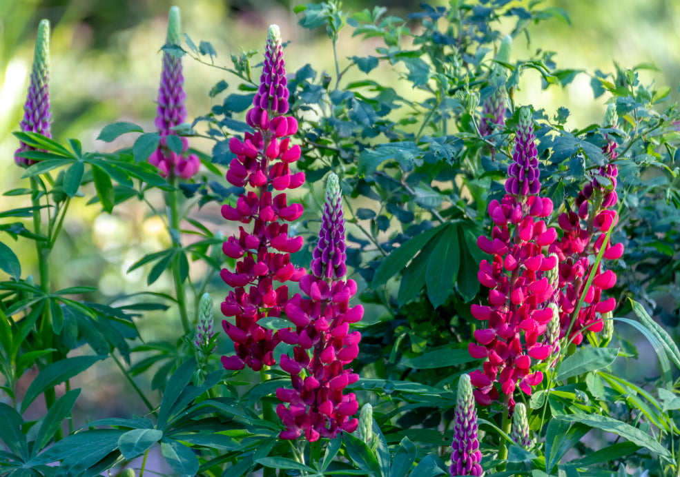 Lupinus: A Spectacular Display of Vertical Colour. Lupinus: A Spectacular Display of Vertical Colour.