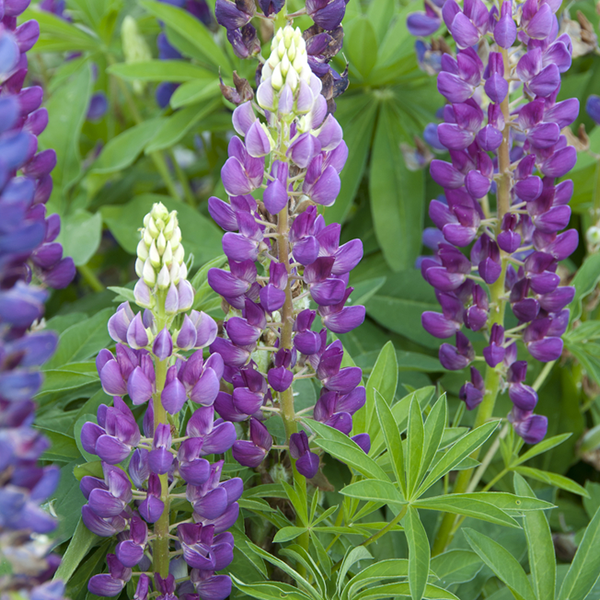 Lupinus Gallery Blue