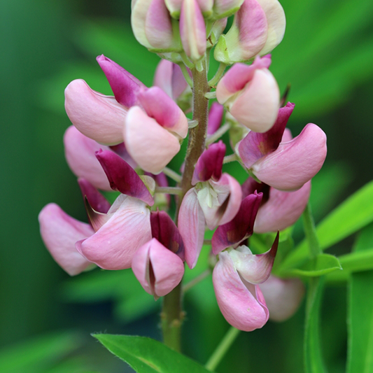 Lupinus 'Gallery Pink' Lupinus 'Gallery Pink'