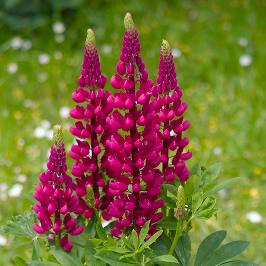 Lupinus 'Gallery Red' Lupinus 'Gallery Red'