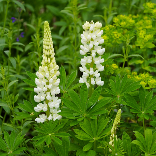 Lupinus 'Gallery White' Lupinus 'Gallery White'