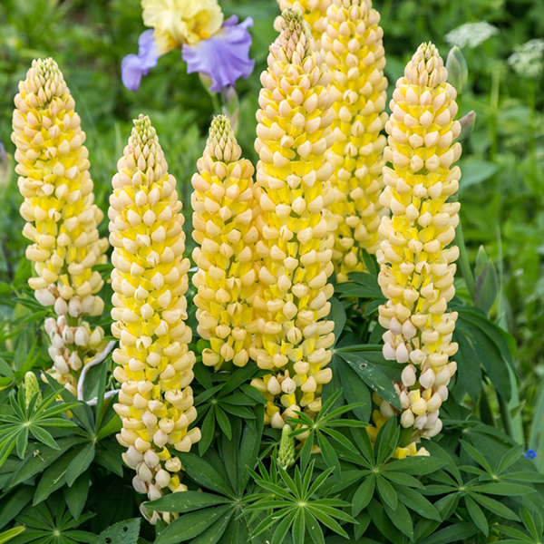 Lupinus Gallery Yellow