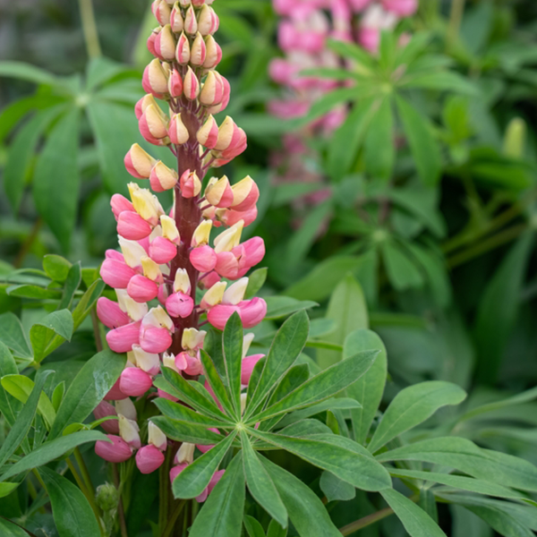 Lupinus The Chatelaine