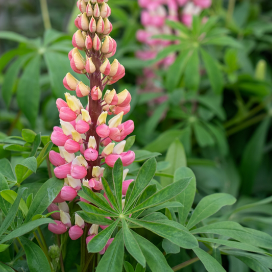 Lupinus 'The Chatelaine' Lupinus 'The Chatelaine'
