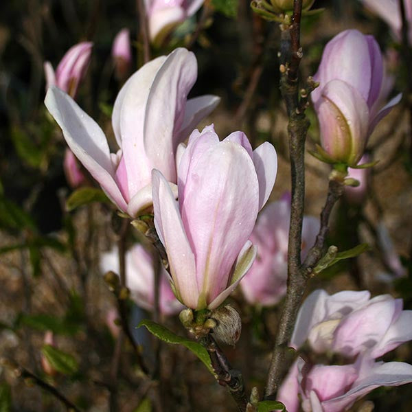 Close-up of vibrant blooms on the magnolia George Henry Kern tree, showcasing its lush pink flowers and green leaves; a compact variety renowned for its extended flowering period.