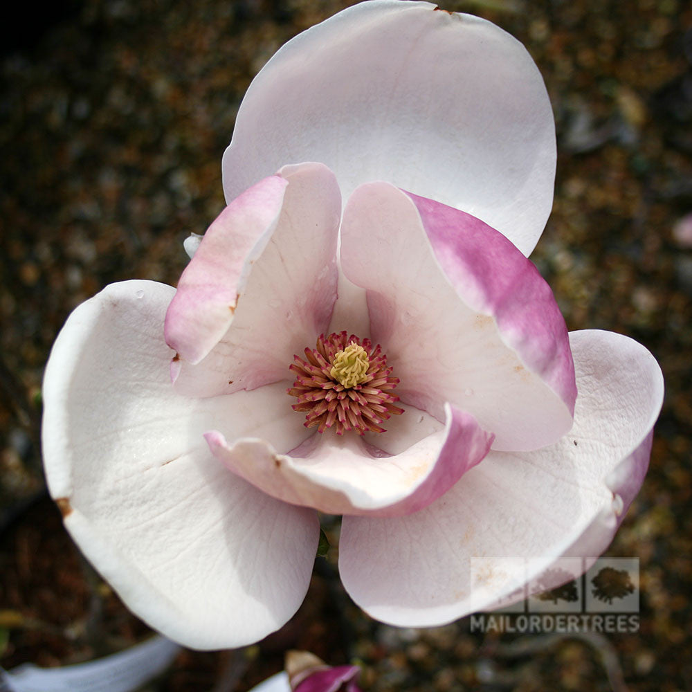 A close-up image of a Magnolia Lennei - Magnolia Tree flower highlights its pink and white petals with a textured centre, set against a blurred background that evokes the charm of a classic British garden.