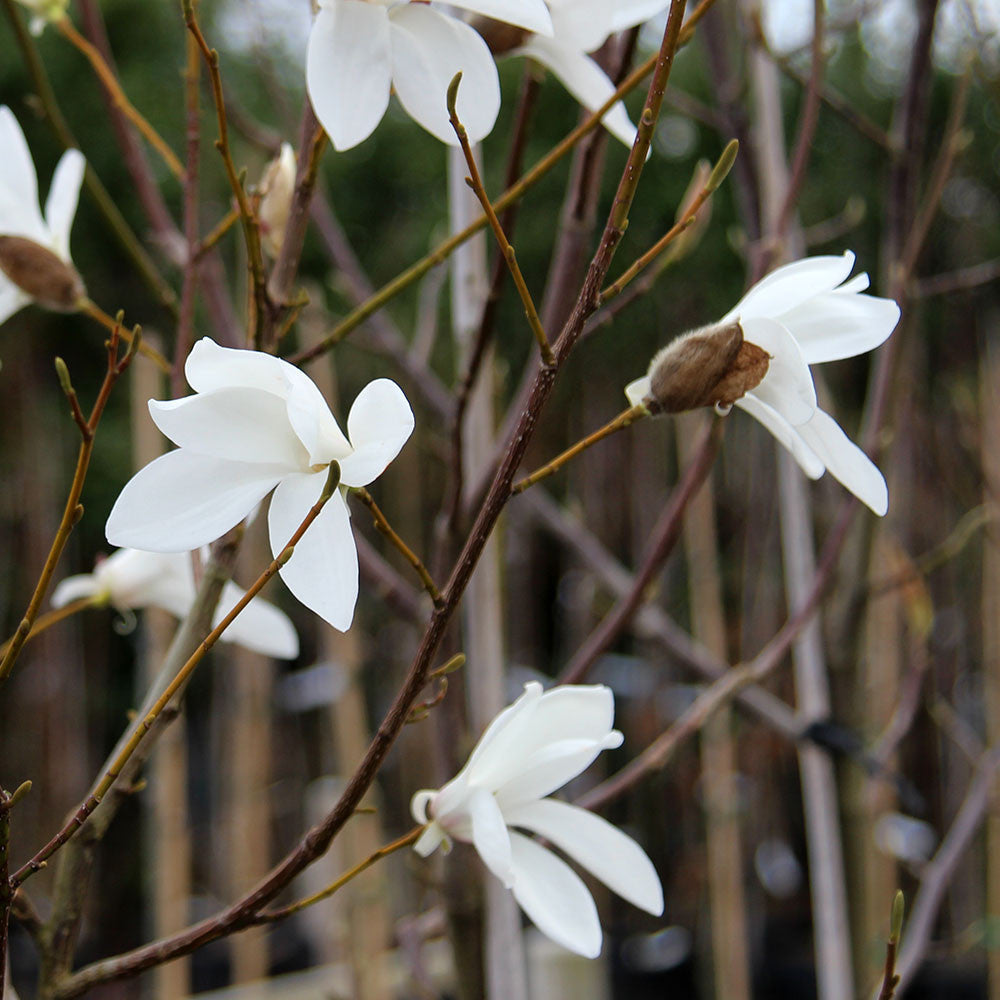 The Magnolia Louisa Fete - Magnolia Tree features fully hardy white magnolia flowers that bloom on slender branches, set against a blurred natural background.