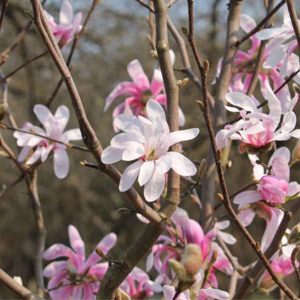 A close-up of Magnolia stellata Rosea, showcasing its light pink flowers blooming on tree branches against a blurred background, with their delicate petals adding charm to this compact shrub.
