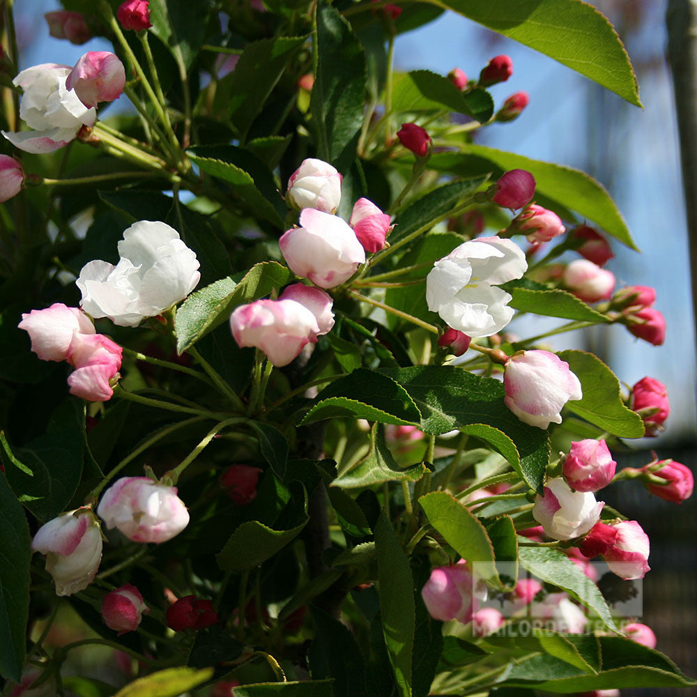 A detailed view of the Malus Admiration - Crab Apple Tree showcases its breathtaking white and pink flowers surrounded by lush green foliage. This elegant tree offers a captivating autumn display with its red bronze fruits.
