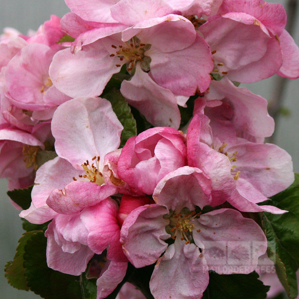 The Malus Arthur Turner - Apple Tree, known for its frost resistance, features a close-up cluster of pink and white apple blossoms against vibrant green leaves.