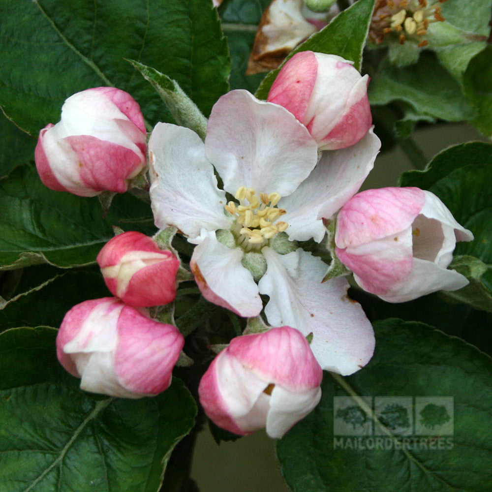 An array of Malus Blenheim Orange apple tree blossoms showcases one white and pink flower in full bloom, surrounded by six buds tinged with pink and white, nestled among vibrant green leaves.