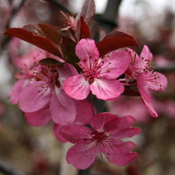 Close-up of intense pink cherry blossoms with brownish-red leaves, reminiscent of the vibrant blooms seen on a Malus Cardinal - Crab Apple Tree.