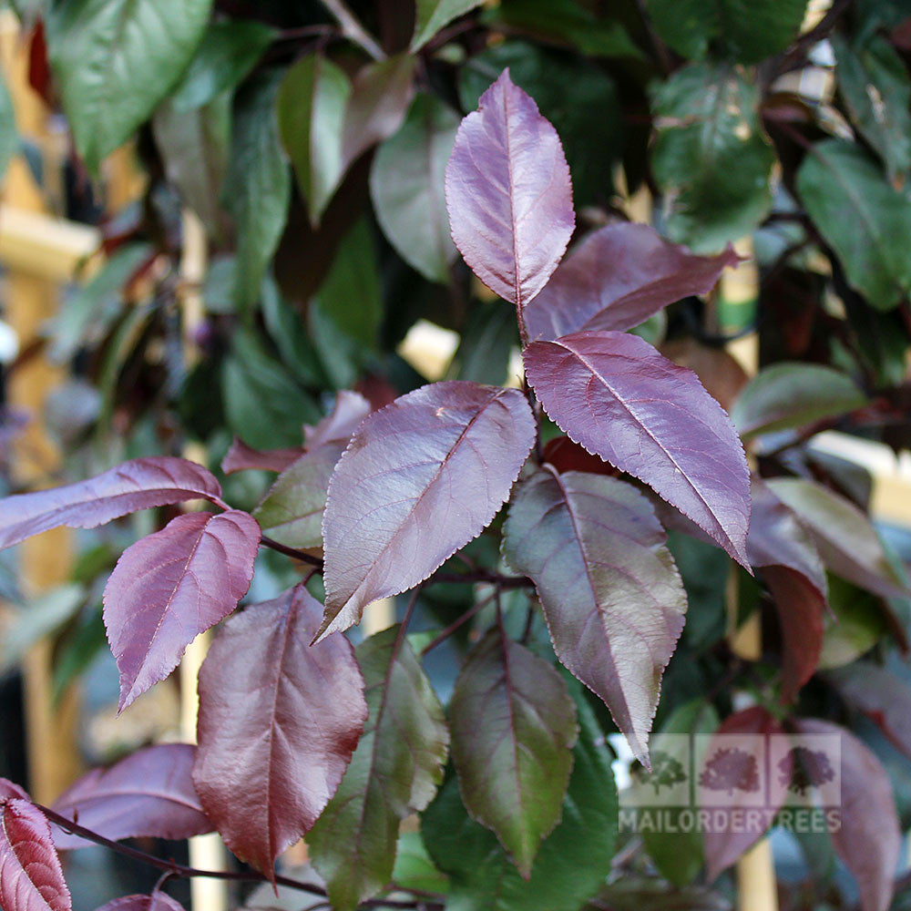 Close-up of a Malus Cardinal Crab Apple Tree, highlighting its glossy, dark purple leaves.