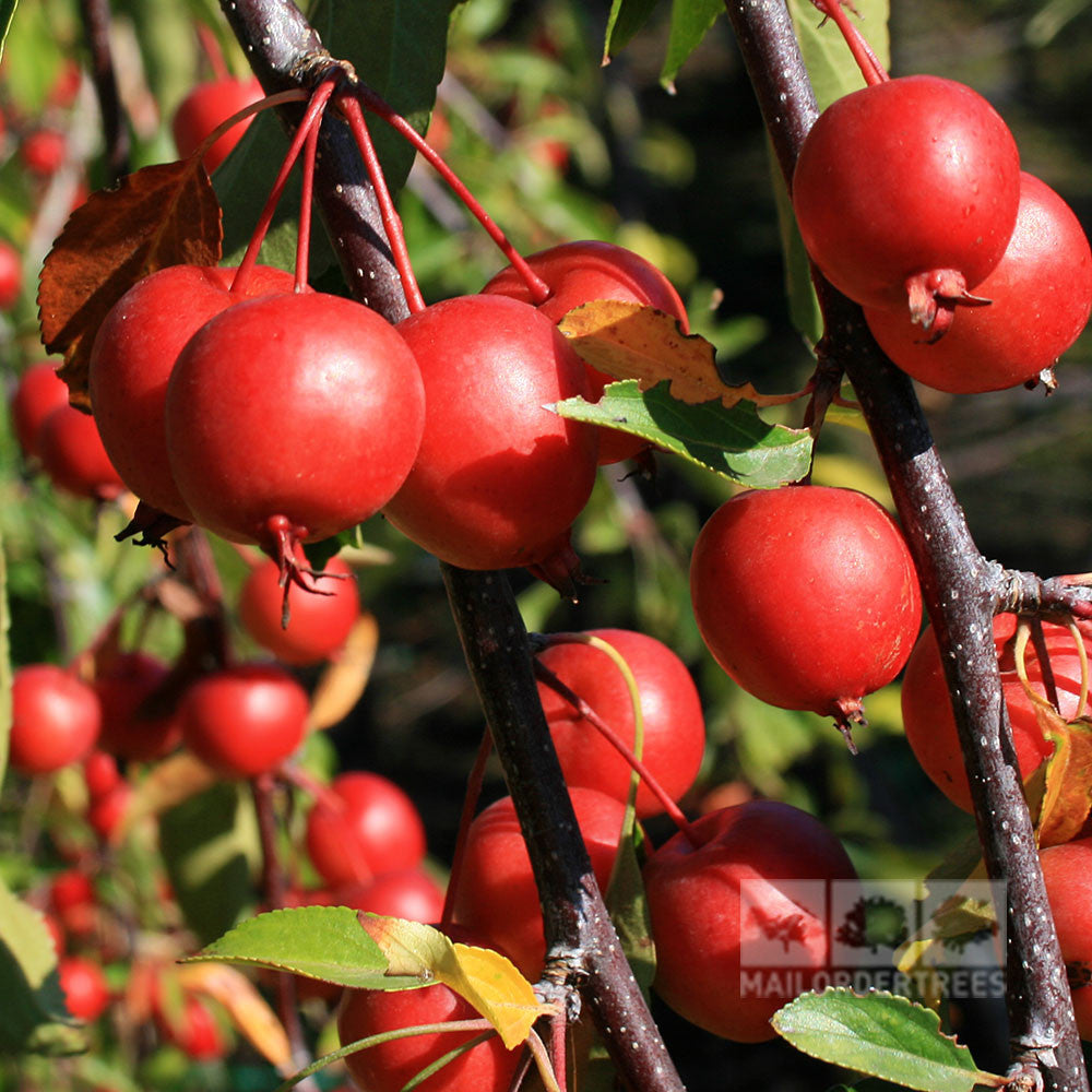 Close-up of red crabapples hanging on the branches of a Malus Cheal's Weeping - Weeping Crab Apple Tree, accented by green leaves and bathed in sunlight.