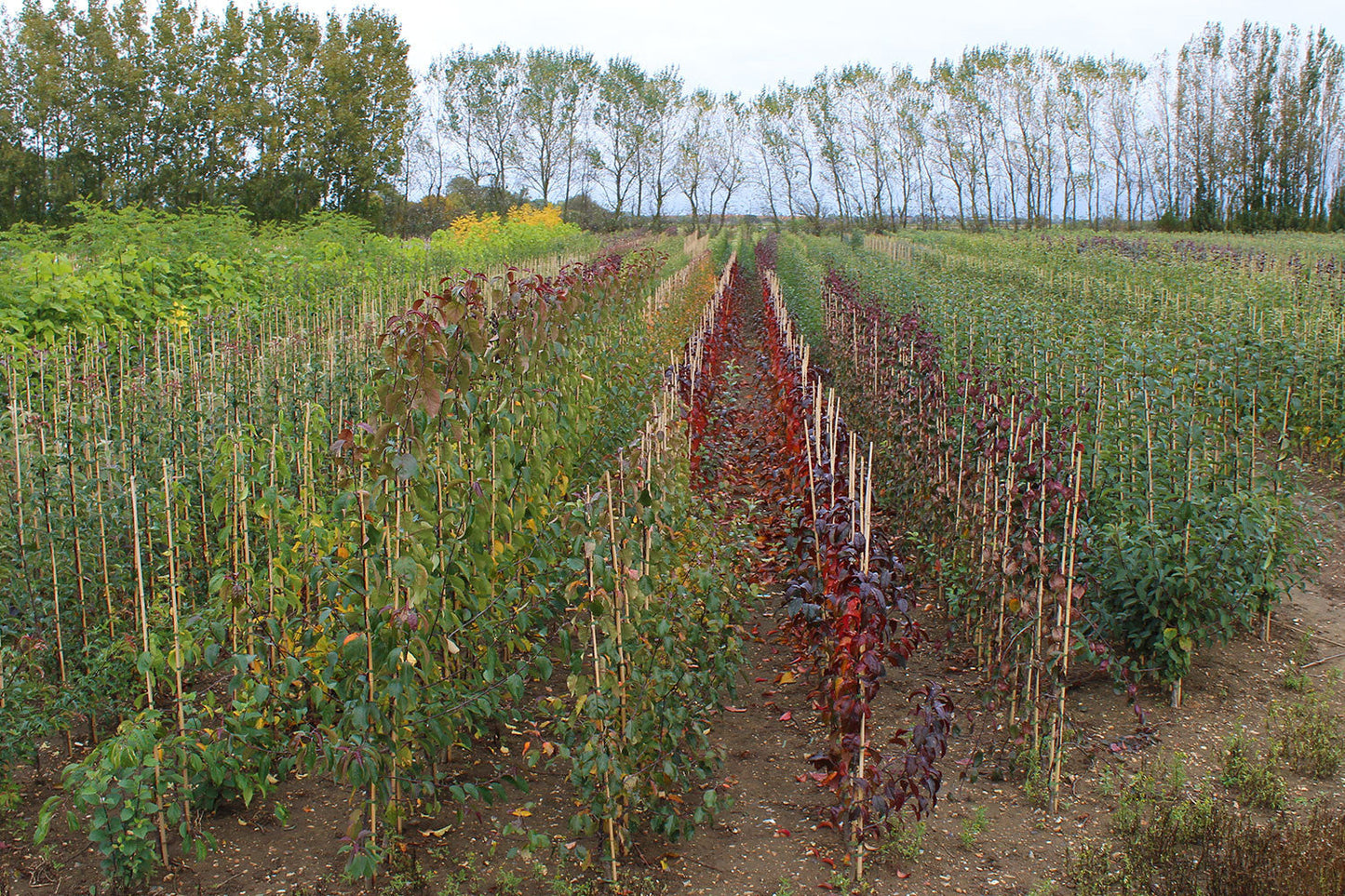 Rows of young Malus Gorgeous Crab Apple Trees, supported by bamboo stakes, grace the field, while majestic taller trees stand in the background.