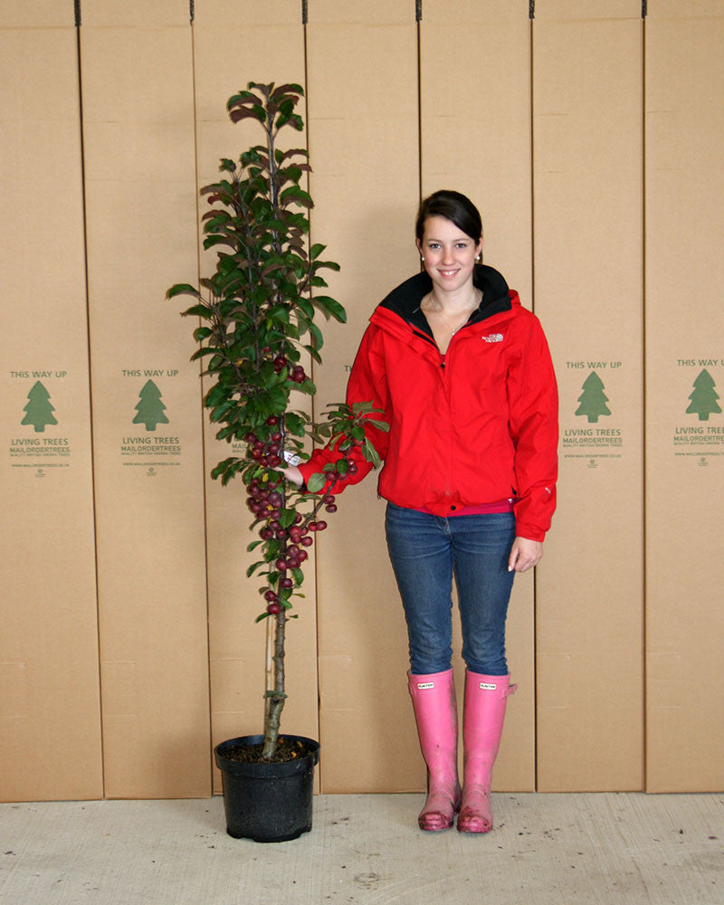 A woman in a red jacket and pink boots stands next to a potted Malus Laura, known as the Laura Crab Apple Tree, adorned with its spring blossoms, in front of a cardboard backdrop.