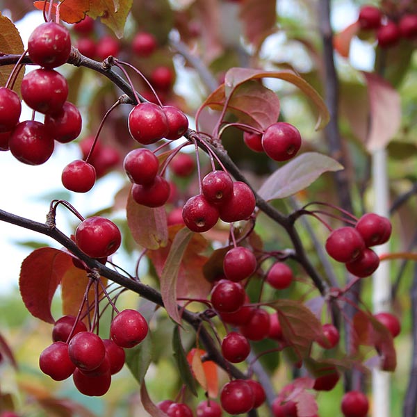 π Malus Mokum - Crab Apple Tree - Mix and Match (100% off)