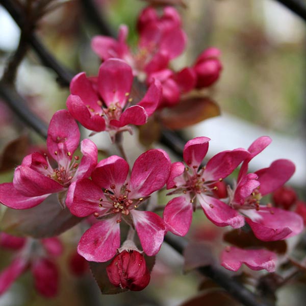 π Malus Neville Copeman - Crab Apple Tree - Mix and Match (100% off)