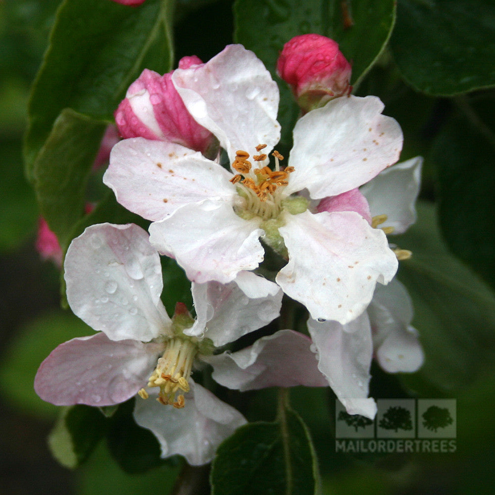 Close-up of blooming *Malus Pixie* with pink buds and white petals, surrounded by green leaves. Water droplets shimmer on the petals, capturing the tempting allure of a Pixie Apple.