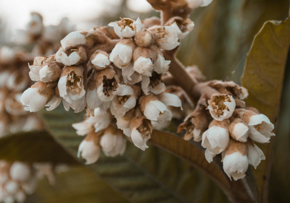 Year-Round Interest and Wildlife Value. Year-Round Interest and Wildlife Value.