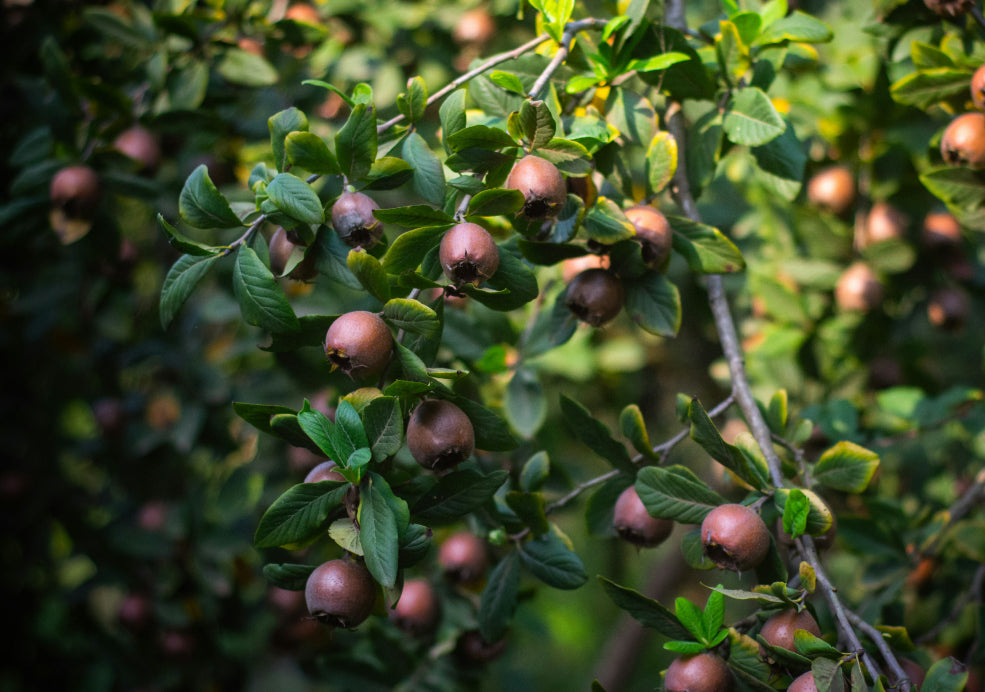 Perfect for Small Gardens and Low-Maintenance. Perfect for Small Gardens and Low-Maintenance.