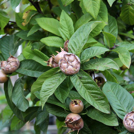 Mespilus Nottingham - Medlar Tree Mespilus Nottingham - Medlar Tree