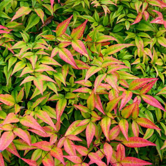 Nandina domestica Pygmaea - Heavenly Bamboo Nandina domestica Pygmaea - Heavenly Bamboo