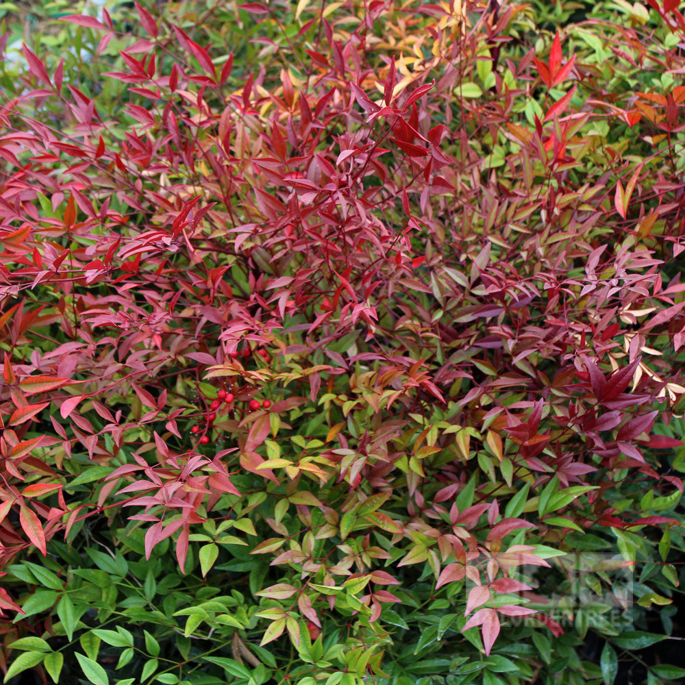 The Nandina domestica, also known as Sacred bamboo, is an evergreen shrub that features a beautiful mix of red and green leaves, with vibrant foliage often highlighted by clusters of red berries.