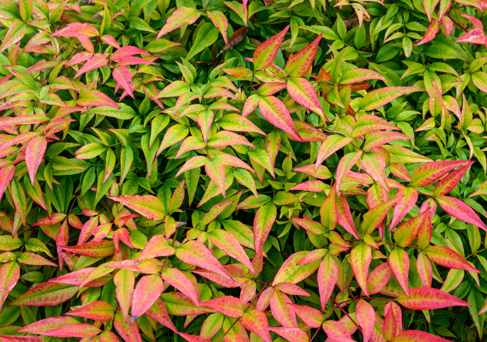 Hardy and Hassle-Free Elegance. Hardy and Hassle-Free Elegance.