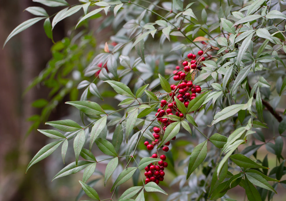 Nandina: A Touch of Elegance with Ever-Changing Foliage. Nandina: A Touch of Elegance with Ever-Changing Foliage.
