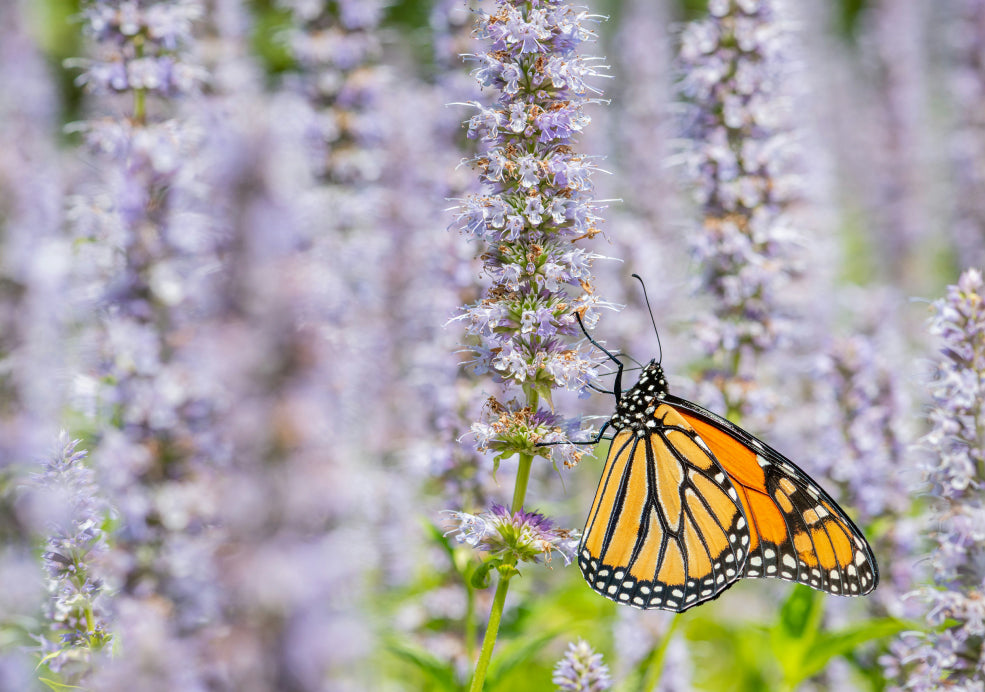 A Pollinator Magnet and Perfect Companion Plant. A Pollinator Magnet and Perfect Companion Plant.